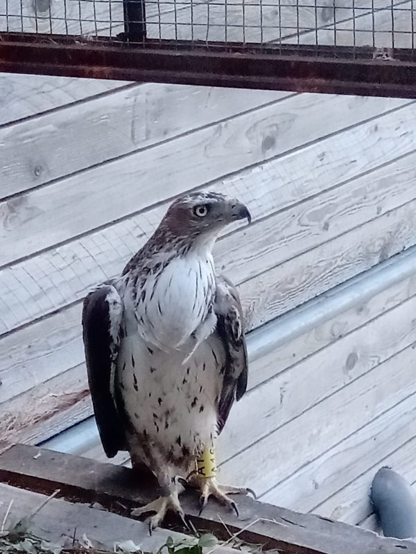 aquila di Bonelli