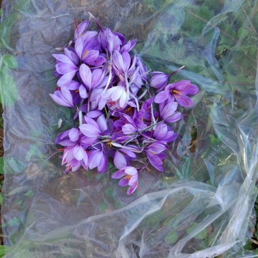 Fiori di zafferano appena colti