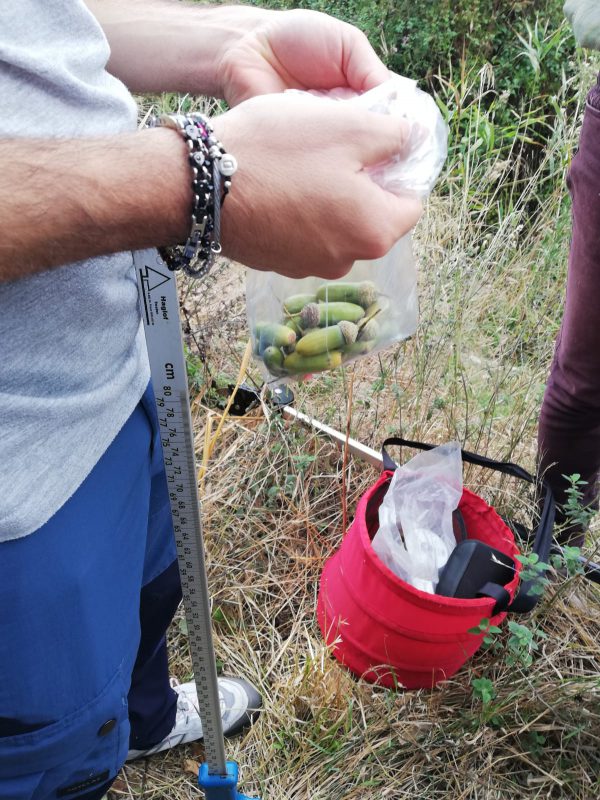 Raccolta seme di farnia Bosco Pantano