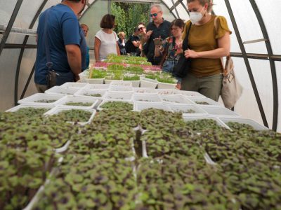 microgreens-sociale-divergo